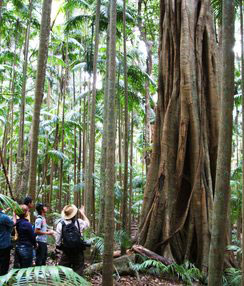 Bne club50 Groupinrainforest