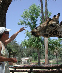 SD leisure feedingiraffe