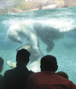 SD leisure zoowithpolarbears