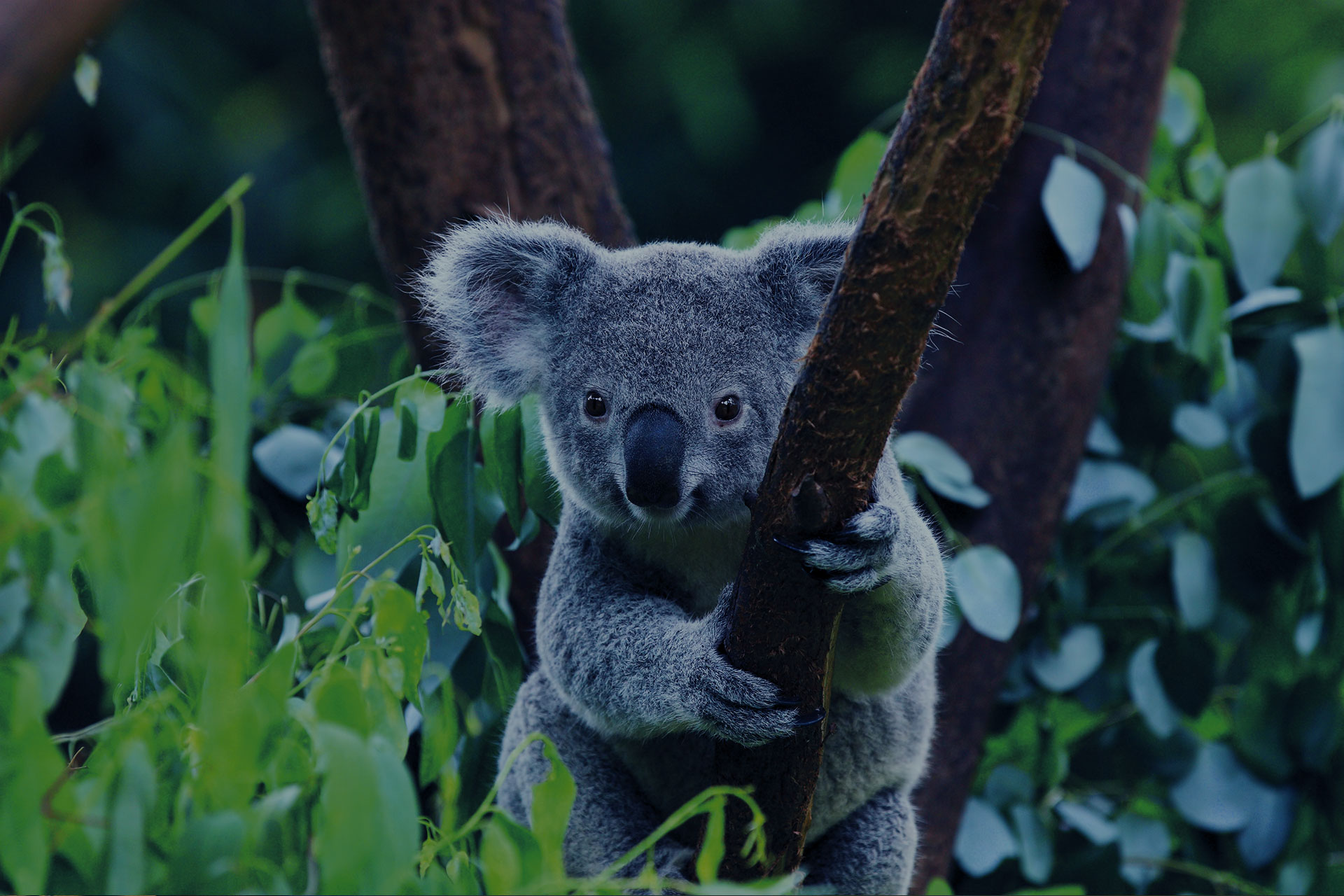 LSI Brisbane - Junior - 9